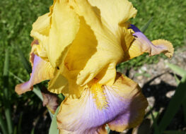 007 - sunset sky 1968